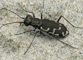 Bronzed Tiger Beetle